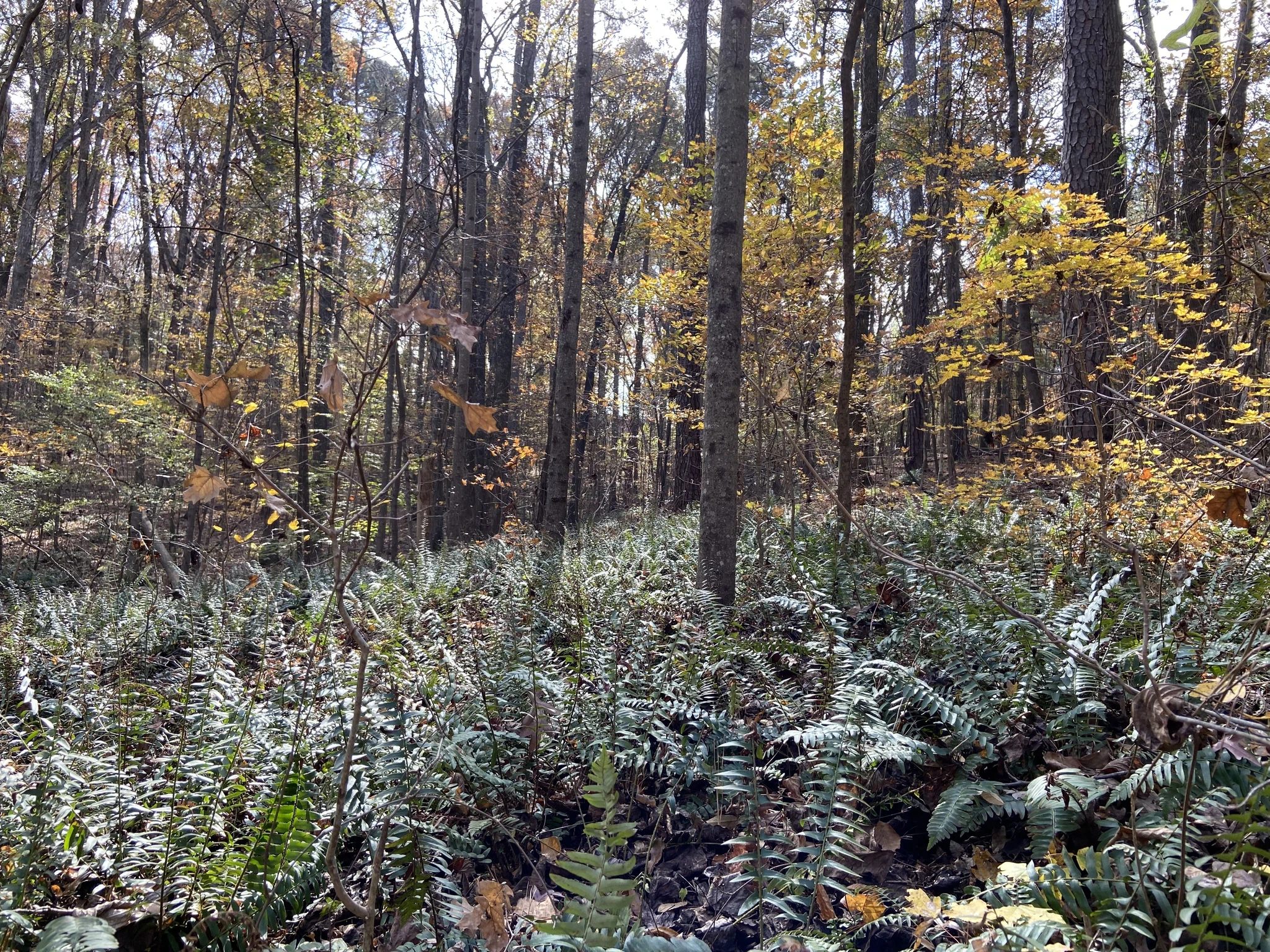 Ferns dot the floor of a wooded forest