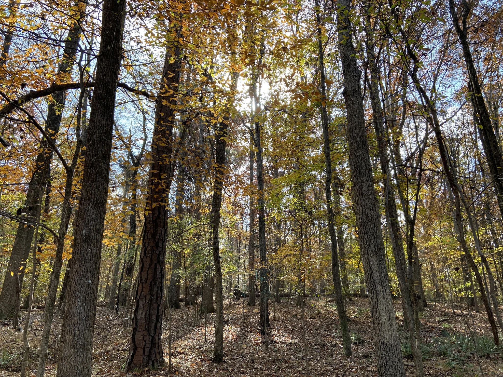 A photo of a relatively dense forest in the fall
