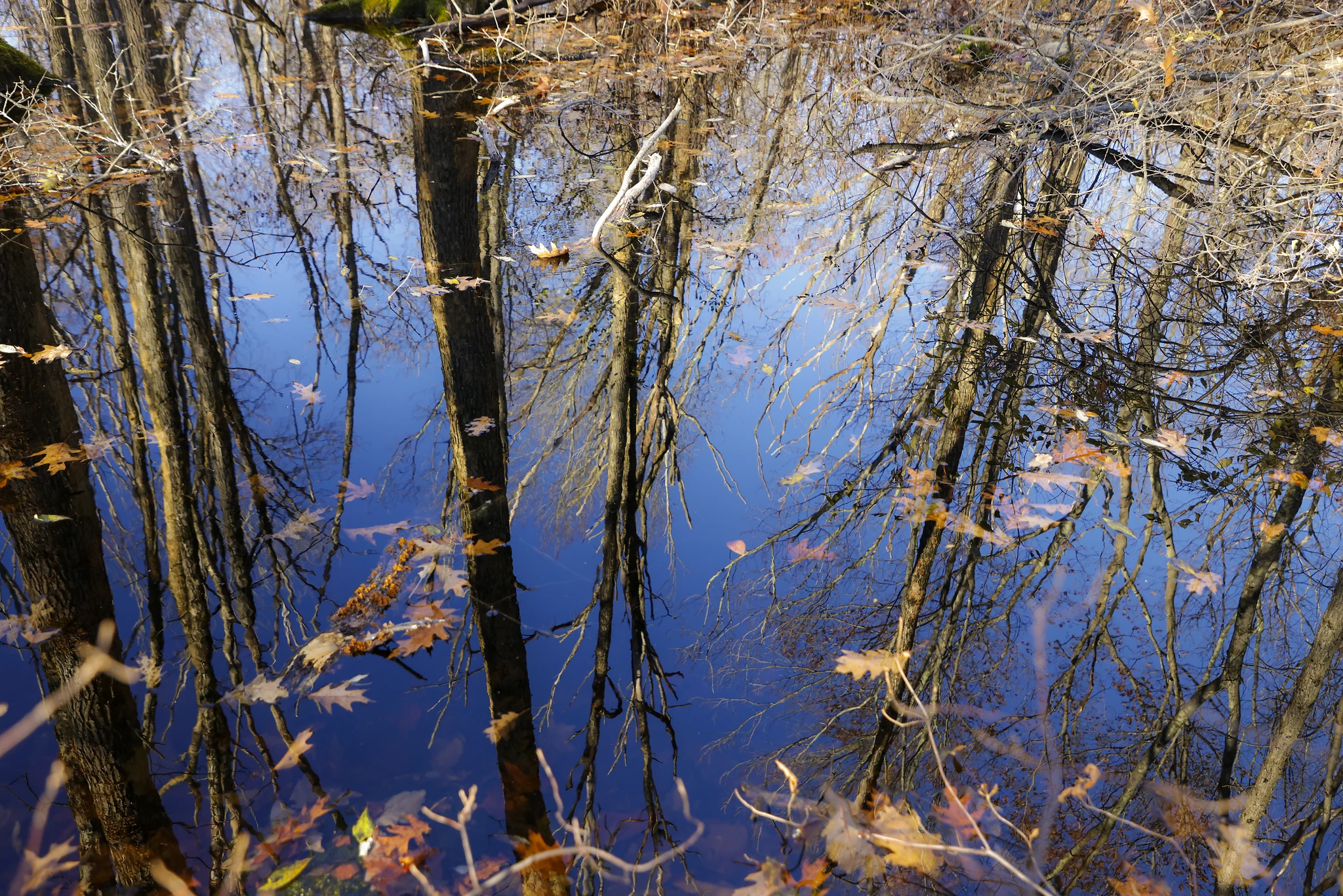 Leaves float on a pond amid a reflection of bare trees along Nature Conservancy's new hiking trail in the 210-acre Moshassuck River Preserve.