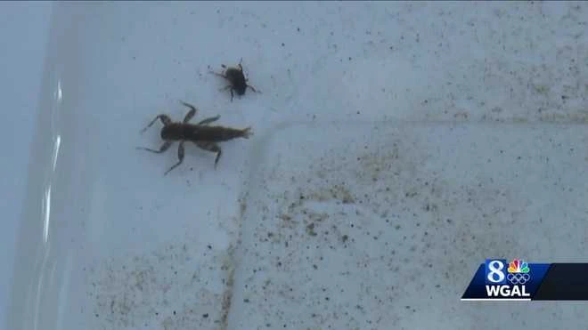Insects found in a stream at Climbers Run Nature Preserve.