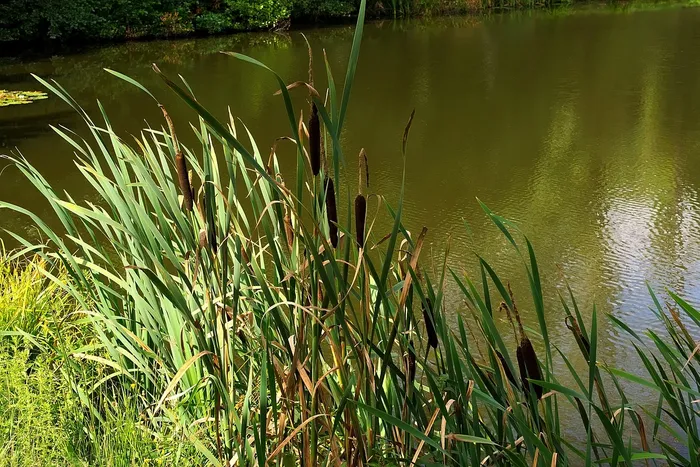 Cattails along a lake shore nature preserve are backlit by the sun