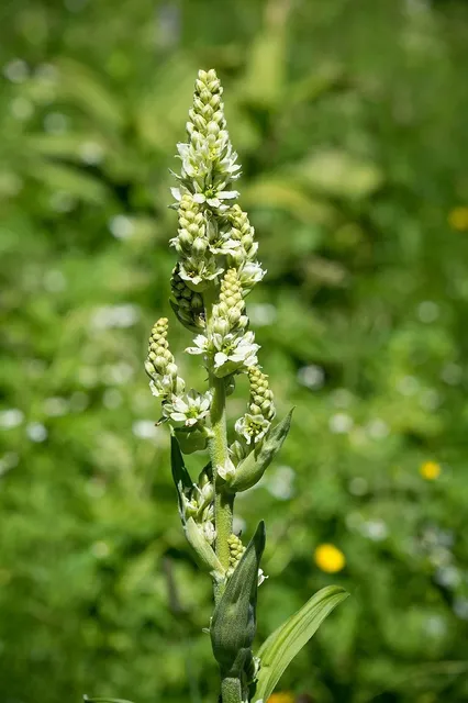 Rare Kentucky Flower