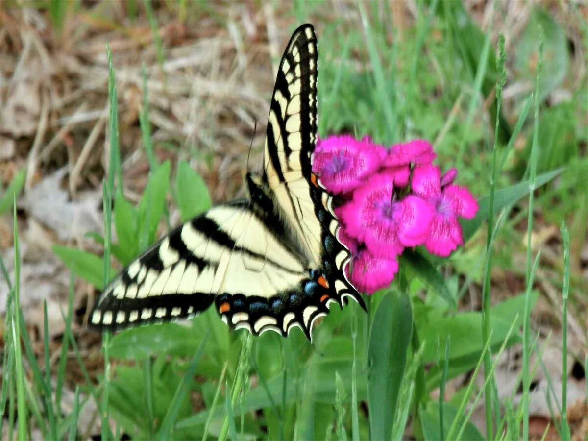 A yellow swallowtail butterfly perches on a sweet william plant at McLean Nature Preserve. (Photo provided)