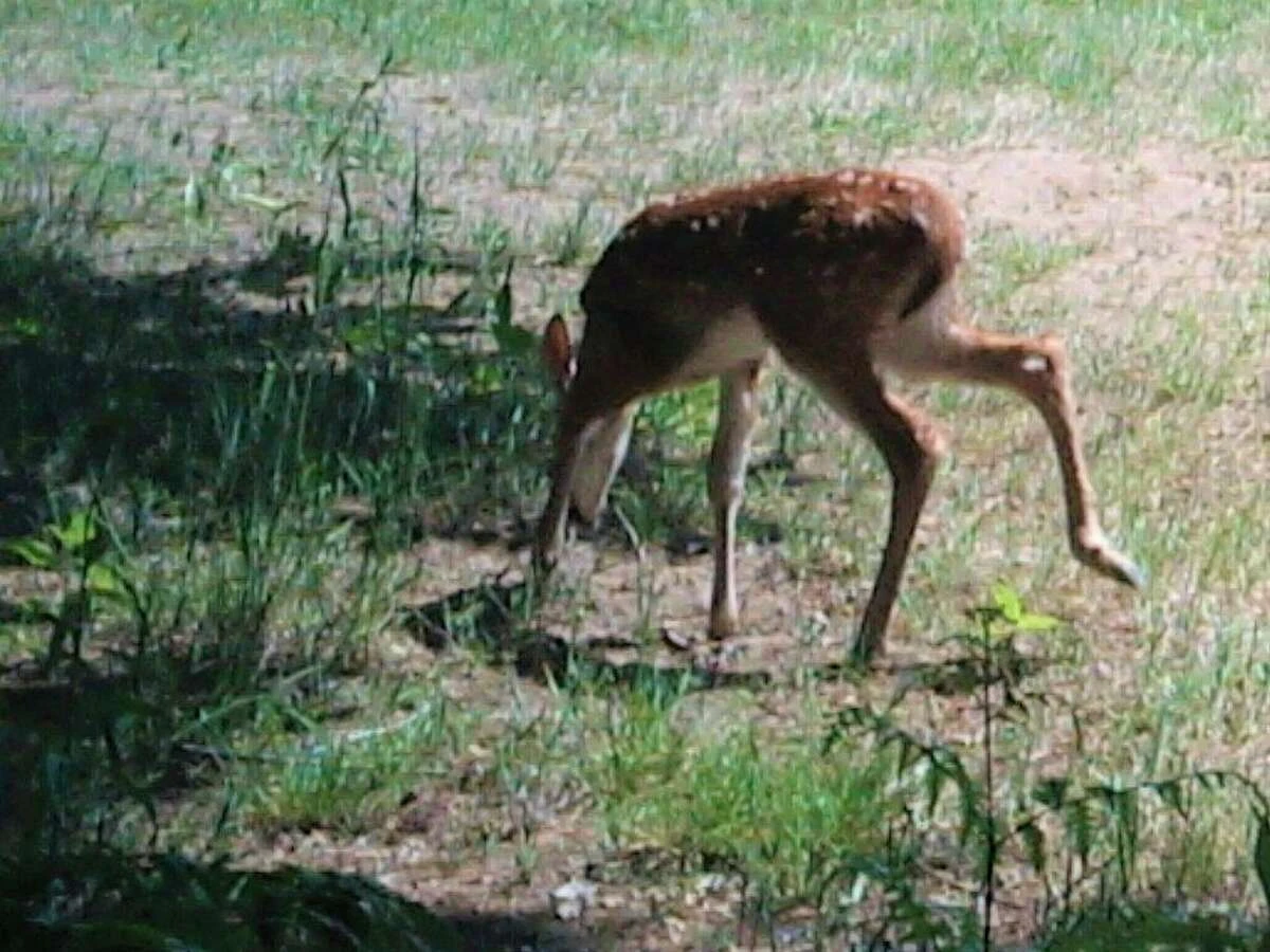 A fawn explores its surroundings at the McLean Nature Preserve. (Photo provided)