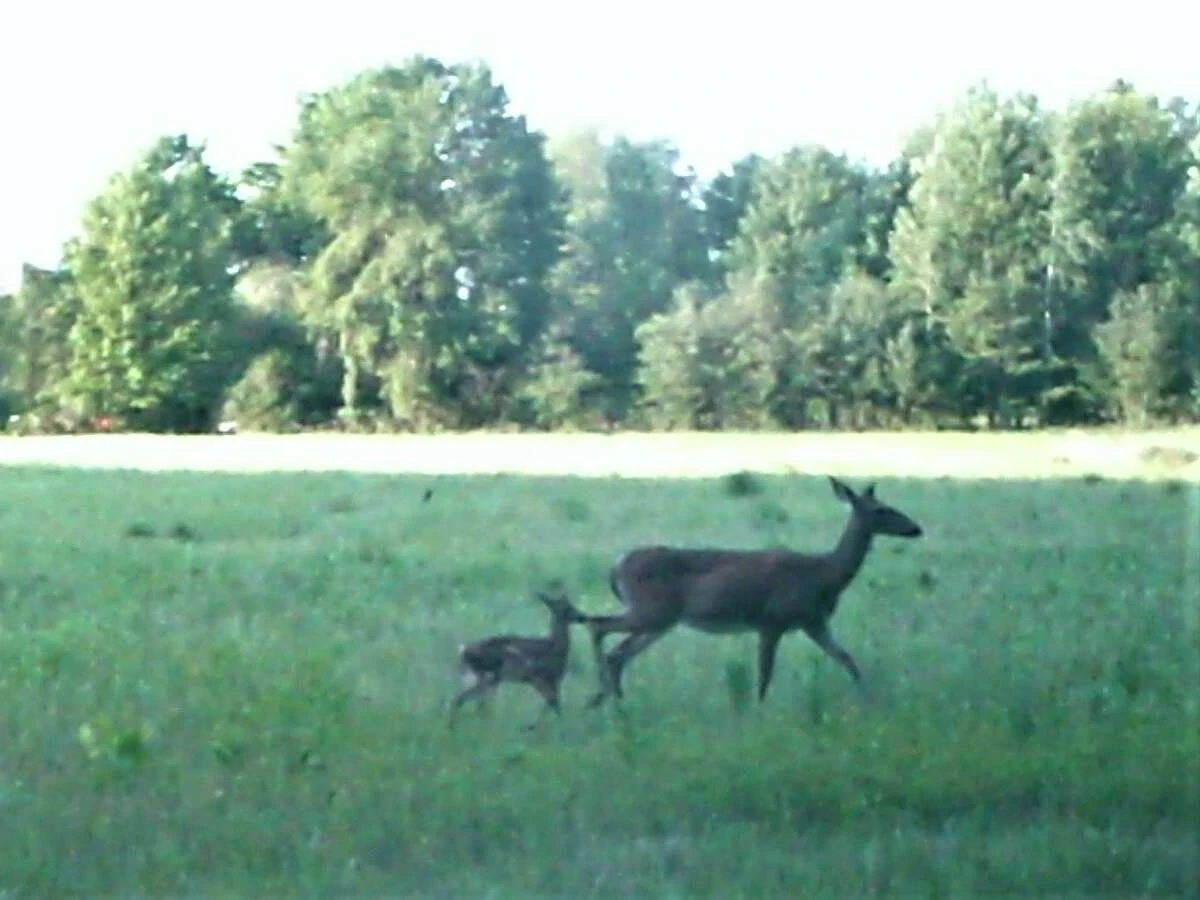 A doe and her fawn walk in a meadow at McLean Nature Preserve. (Photo provided)
