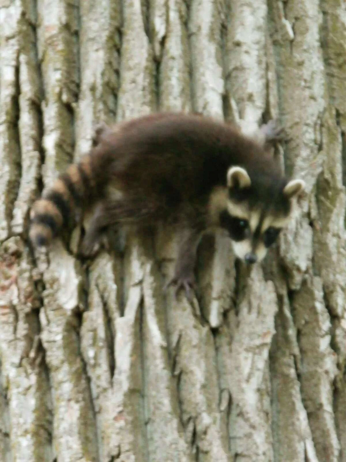 A baby raccoon learns to climb a cottonwood tree at McLean Nature Preserve. (Photo provided)