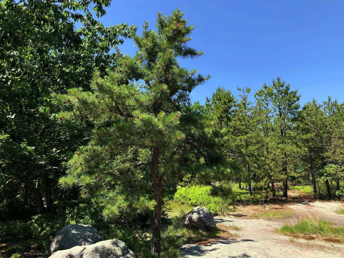 Hard pines thrive in the open areas of the Oswegatchie Hills Nature Preserve.