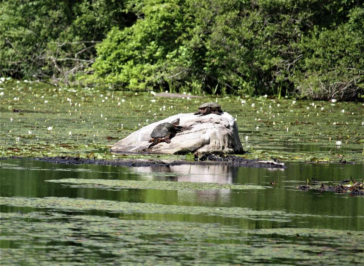A couple of snapping turtles sun themselves on a rock in the middle of Clark Pond.