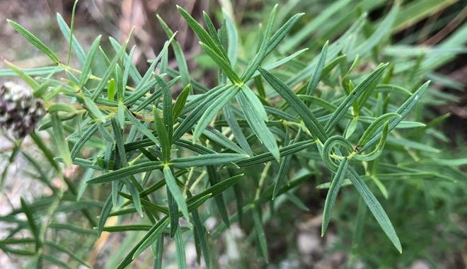 Mountain mint grows in the grassland of the Elkhart Bog Nature Reserve.