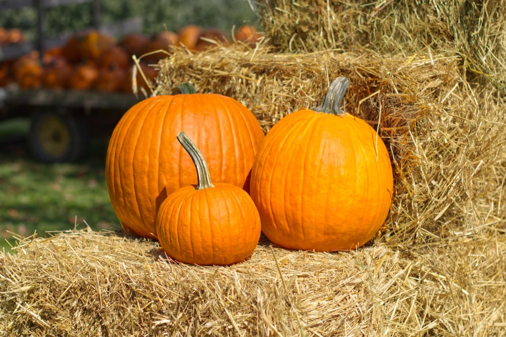 8 of Utah's Best Fall Activities and Destinations