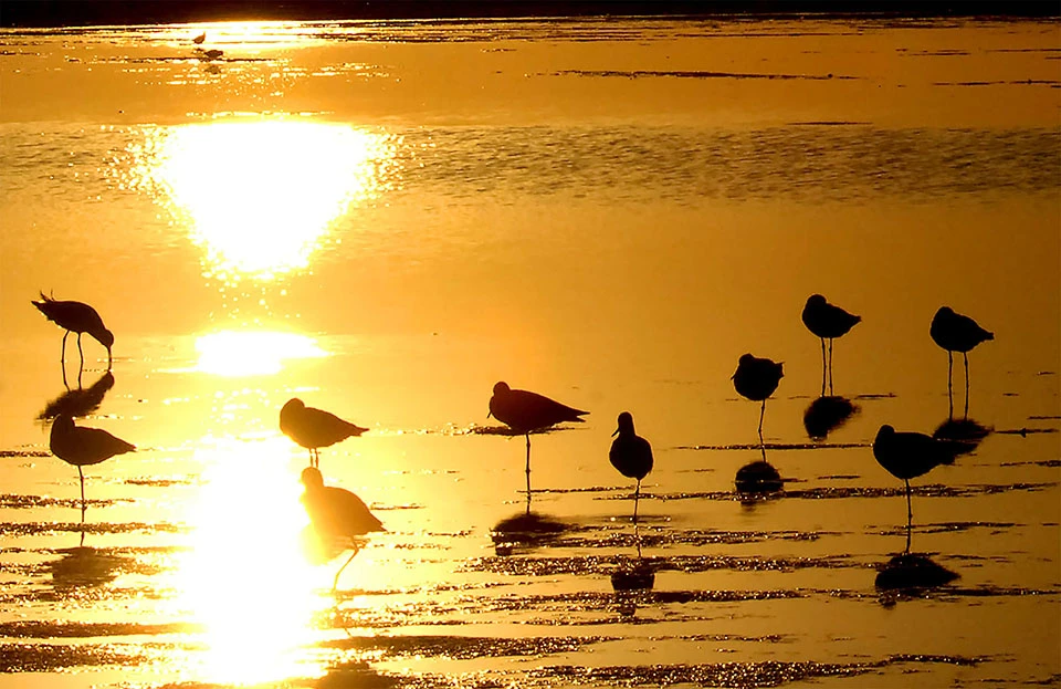 Birds in the lagoon