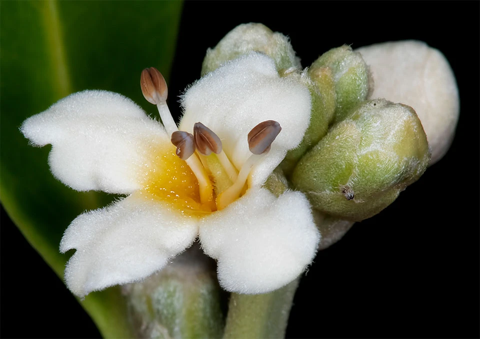 Black mangrove