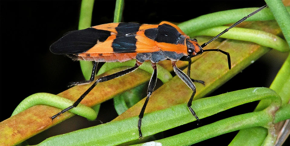 Large milkweed beetle