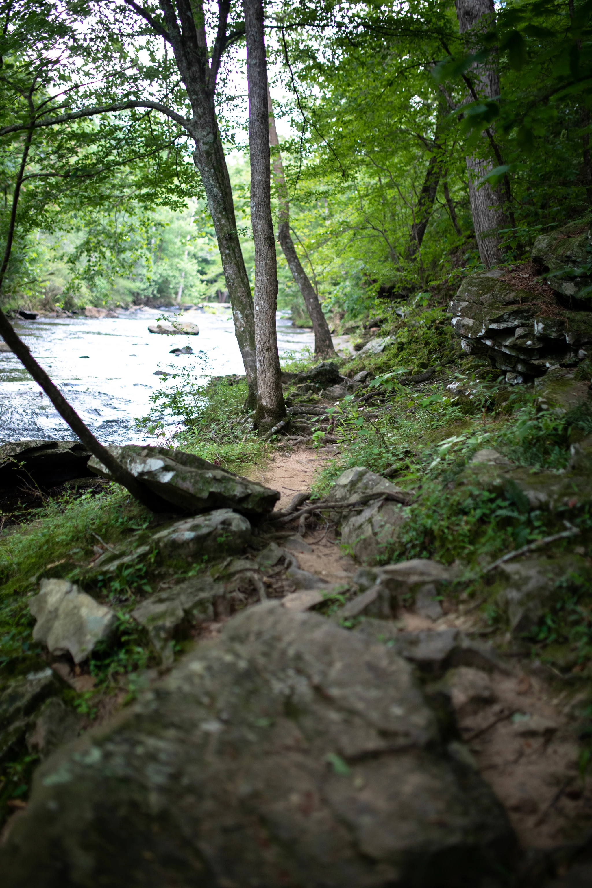 BREAKING: Forever Wild expands Turkey Creek Nature Preserve to 170 acres 3 Stream Turkey