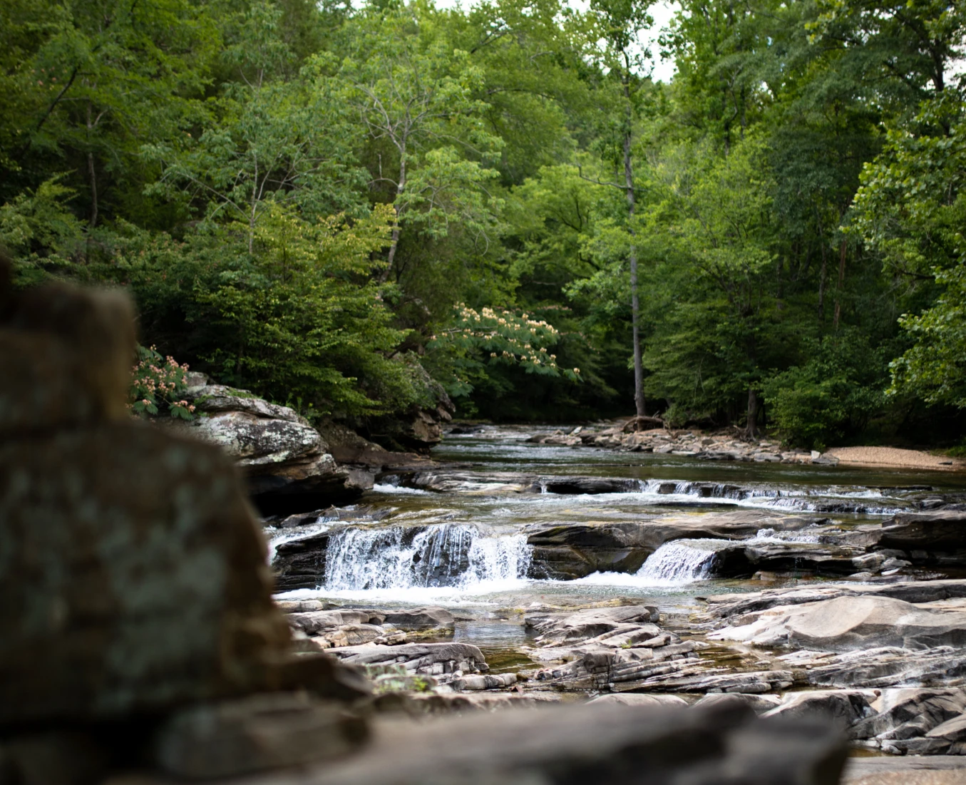 BREAKING: Forever Wild expands Turkey Creek Nature Preserve to 170 acres 1 Stream Turkey