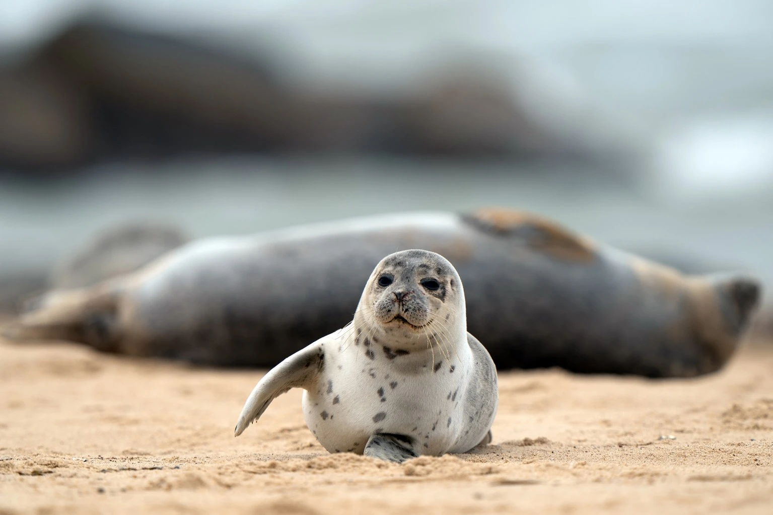 baby seal death storm